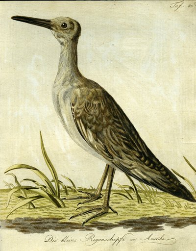 Piccolo beccaccino americano, 1793 da John Latham